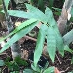 Dendrocalamus hamiltonii 整株植物