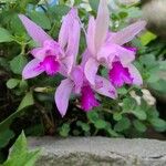 Cattleya intermedia Květ