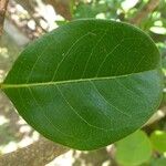 Chrysobalanus icaco Feuille