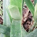 Clivia gardenii Leaf