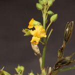 Pterocarpus angolensis Flor