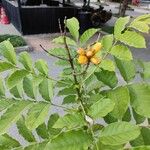 Markhamia lutea Flower