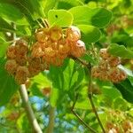 Enkianthus campanulatusFlower