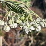 Gomphocarpus fruticosus 花
