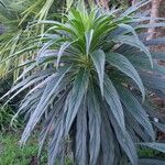 Echium candicans 葉