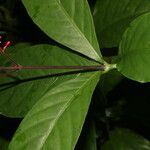 Odontonema tubaeforme Leaf