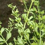 Scoparia dulcis List