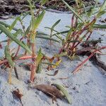 Sesuvium portulacastrum Leht