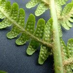 Dryopteris oreades Blad