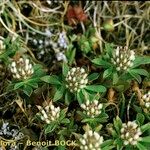 Trifolium bocconei Natur