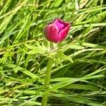 Anemone coronariaFlors