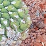 Gymnocalycium pflanzii Hoja
