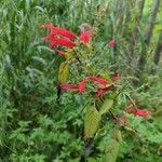 Salvia elegansFleur