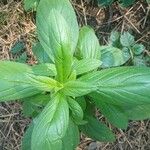 Trichodesma zeylanicum Leaf