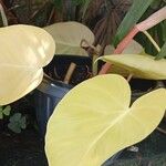 Philodendron hederaceum Deilen