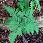 Gymnocarpium dryopteris Habit