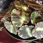 Begonia cleopatrae Lapas