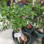 Ficus microcarpa Leaf