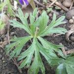 Delphinium tricorne Leaf