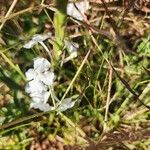 Chascanum hildebrandtii Květ