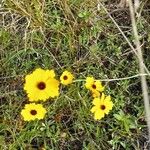 Coreopsis leavenworthii Flower