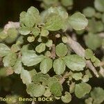 Fraxinus dimorpha Otro