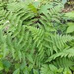 Dryopteris carthusiana برگ