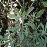 Helichrysum gymnocephalum Leaf