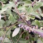 Vitex trifolia Λουλούδι