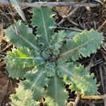 Sonchus asper Leht