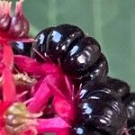 Phytolacca acinosa Mbuma