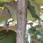 Corylus maxima Bark