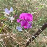 Lathyrus latifoliusBlomst