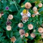 Aster ageratoides Fruchs