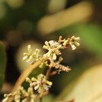 Monosis conferta Flor