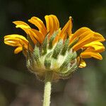 Wyethia angustifolia Flower