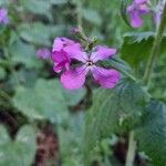 Lunaria annua Flower