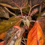 Acalypha wilkesiana Maua