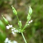 Conopodium majus Hedelmä