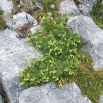 Potentilla nivalis Virág