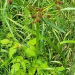 Scirpus atrovirens Likasa