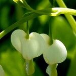 Lamprocapnos spectabilis Flower