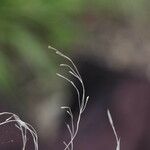 Poa palustris Λουλούδι