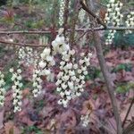 Stachyurus chinensis Flor