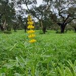 Lupinus luteus Flower