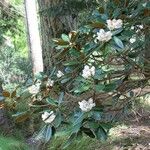 Rhododendron arizelum Habitatea