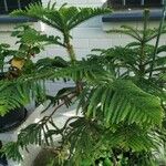 Araucaria nemorosa Hábito