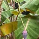 Musa balbisiana ഫലം