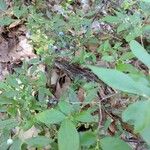Vaccinium angustifolium Fruto