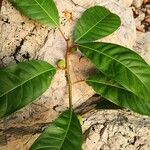 Ficus maxima Máis